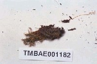 藏品(並齒苔)的圖片